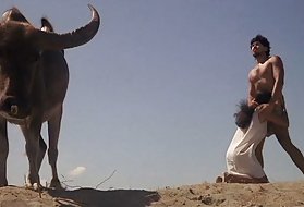 بیدمشک می شود خروس بزرگ در گربه